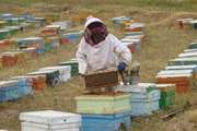 توصیه های دامپزشکی به زنبورداران در هنگام مسمومیت ناشی از سم پاشی زمین‌های کشاورزی